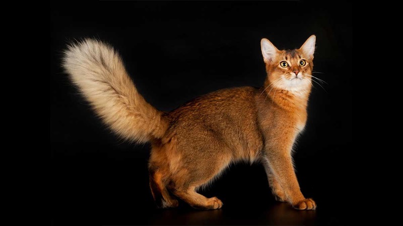 Le chat Somali, une race de chat à poil mi-long qui descend de l’Abyssin.