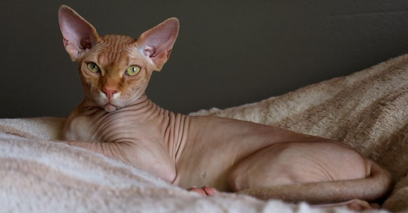 Le chat Sphynx est une race de chats originaire du Canada. Ce chat est caractérisé par la quasi-absence de sa fourrure.