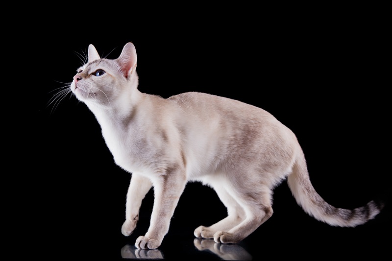 Le chat Tonkinois est une race de chat qui a des origines thaïlandaises. Il est issu du croisement entre le Siamois et le Burmese, deux races très célèbres.