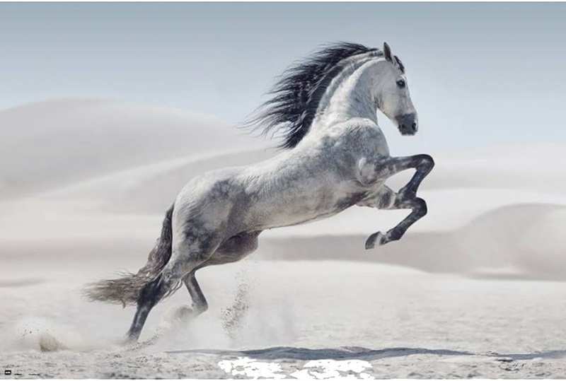 Le cheval andalou, une race de chevaux de selle originaire d’Andalousie, en Espagne.