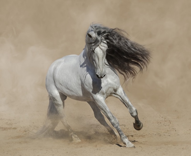Le cheval andalou, une race de chevaux de selle originaire d’Andalousie, en Espagne.