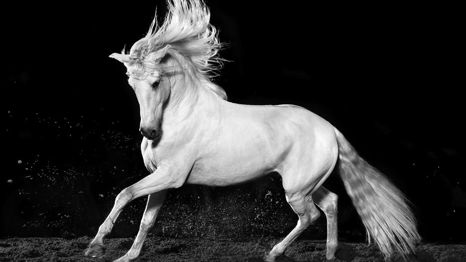 Le cheval andalou, une race de chevaux de selle originaire d’Andalousie, en Espagne.