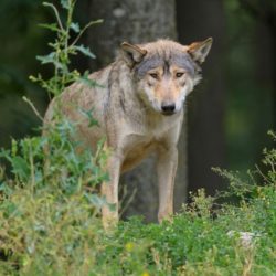 Le loup, animal protégé en France, est au cœur d’une polémique entre les éleveurs et les défenseurs de la biodiversité. Depuis le début de l’année, dix loups ont été abattus dans la Drôme, un département où la présence de cet animal est relativement récente.