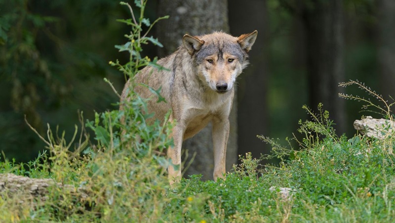 Le loup, animal protégé en France, est au cœur d’une polémique entre les éleveurs et les défenseurs de la biodiversité. Depuis le début de l’année, dix loups ont été abattus dans la Drôme, un département où la présence de cet animal est relativement récente.