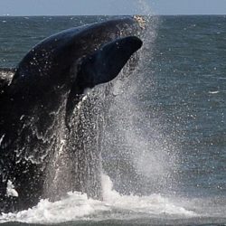 Les baleines noires sont parmi les plus grands mammifères marins du monde, mais aussi les plus vulnérables. Leur nom vient de leur couleur sombre et de leur facilité à être chassées, car elles nagent lentement et restent près de la surface.