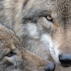 Les loups et les chiens sont des animaux très proches sur le plan génétique, mais ils présentent des différences importantes sur le plan comportemental et cognitif.
