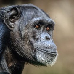 On pensait jusqu’à récemment que seuls les humains et quelques cétacés, comme les orques ou les narvals, connaissaient la ménopause. Mais une nouvelle étude, publiée dans la revue Science, a révélé que les femelles chimpanzés vivent aussi une partie de leur vie adulte sans pouvoir se reproduire.