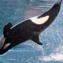 Selon le parc aquatique, l’orque Moana est décédée de manière “soudaine et inattendue” dans la nuit du 17 au 18 octobre 2023.