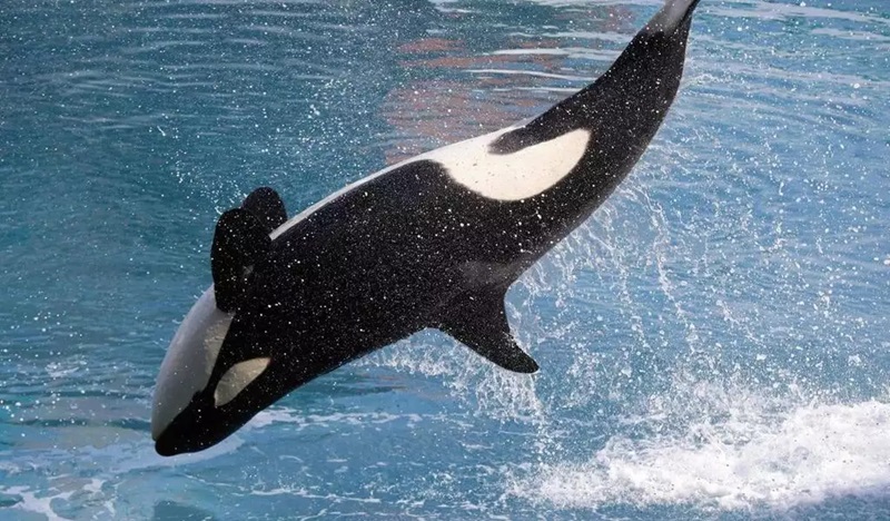 Selon le parc aquatique, l’orque Moana est décédée de manière “soudaine et inattendue” dans la nuit du 17 au 18 octobre 2023.