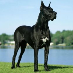 Selon une étude menée par des chercheurs de l’université d’Adélaïde en Australie, la principale cause de mortalité chez les grands chiens est le cancer.