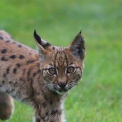 Un bébé lynx a été aperçu à La-Motte-Servolex (Savoie), possiblement à la recherche de nourriture. Ce petit félin, âgé de quelques mois, s’est approché des habitations sans crainte, attirant la curiosité et l’étonnement des riverains.