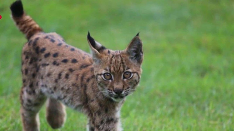 Un bébé lynx a été aperçu à La-Motte-Servolex (Savoie), possiblement à la recherche de nourriture. Ce petit félin, âgé de quelques mois, s’est approché des habitations sans crainte, attirant la curiosité et l’étonnement des riverains.