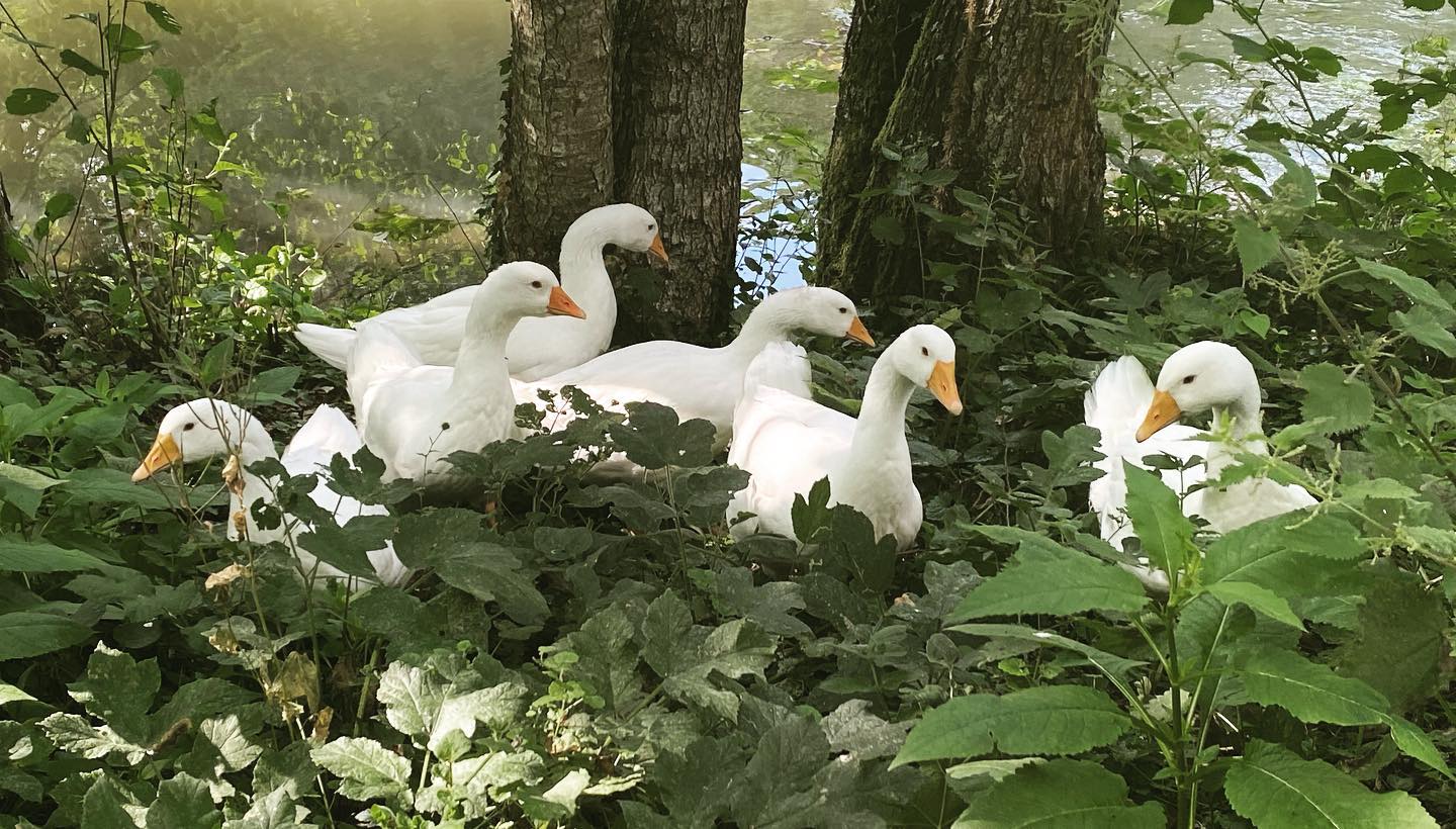 Les superbes et calmes oies blanches aux yeux bleus, la race locale traditionnelle aux yeux bleus, vous participerez ainsi à la conservation de cette race à faible effectif et qui a failli disparaître.
