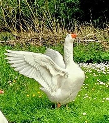 Les superbes et calmes oies blanches aux yeux bleus, la race locale traditionnelle aux yeux bleus, vous participerez ainsi à la conservation de cette race à faible effectif et qui a failli disparaître.