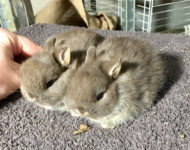 Éleveur amateur et passionné propose de magnifiques lapins nains de race bien typés, tous nés à l’élevage.