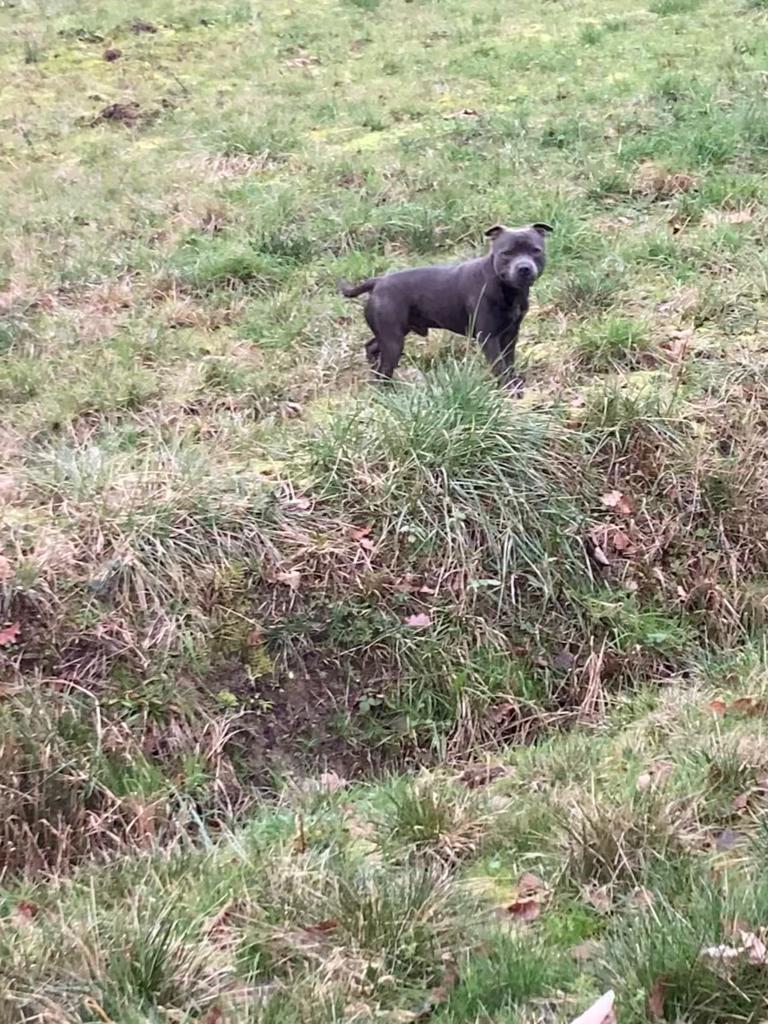 >Notre chien est né le 24 octobre 2023. Il est inscrit au LOF et confirmé. Test adn ok. Il est disponible pour saillie avec des femelles lof et confirmées également.