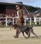 Duitse staande draadhaarpups geboren 28 september,