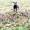 >Notre chien est né le 24 octobre 2023. Il est inscrit au LOF et confirmé. Test adn ok. Il est disponible pour saillie avec des femelles lof et confirmées également.
