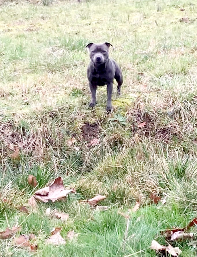 >Notre chien est né le 24 octobre 2023. Il est inscrit au LOF et confirmé. Test adn ok. Il est disponible pour saillie avec des femelles lof et confirmées également.