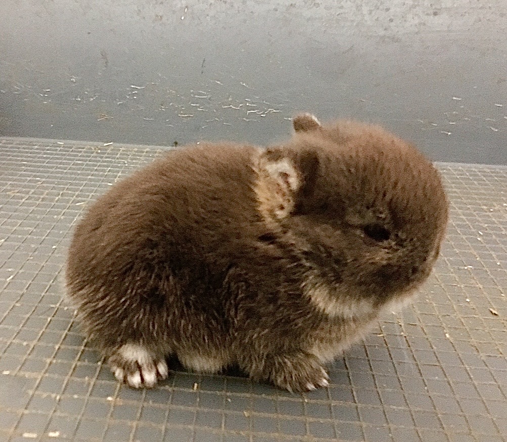 Éleveur amateur et passionné propose de magnifiques lapins nains de race bien typés, tous nés à l’élevage.