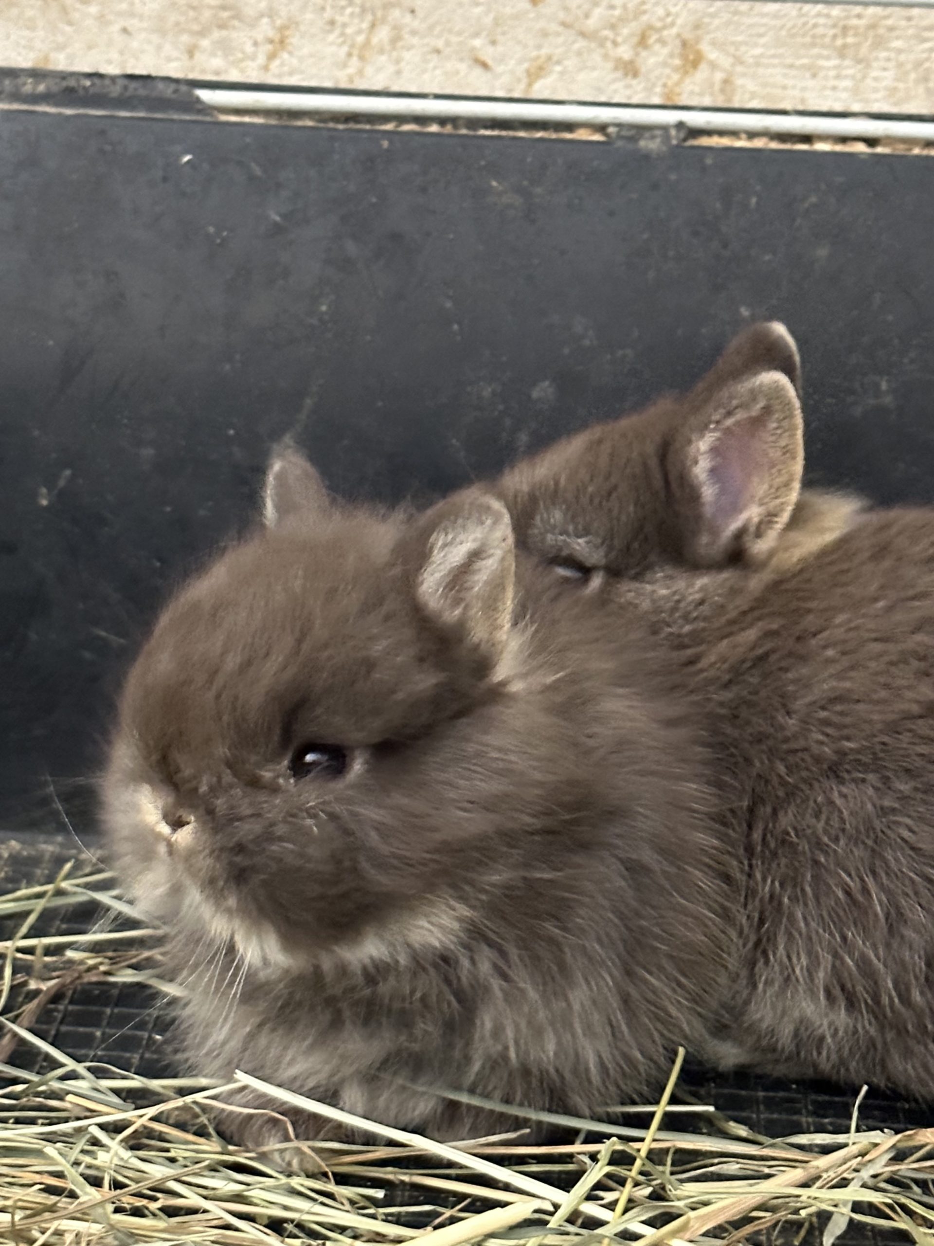 Éleveur amateur et passionné propose de magnifiques lapins nains de race bien typés, tous nés à l’élevage.