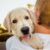 Adopter un chien est une décision qui implique beaucoup de responsabilités et d’engagements. Il faut être prêt à lui offrir un foyer, de l’amour, des soins et une éducation adaptée.