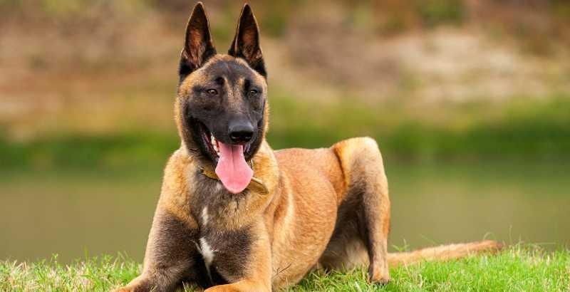 Il existe plusieurs races de chiens de berger, chacune ayant ses propres caractéristiques.