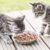 Il faut savoir que la nourriture d’un chat varie selon son âge, son activité physique, son état de santé et sa stérilisation.