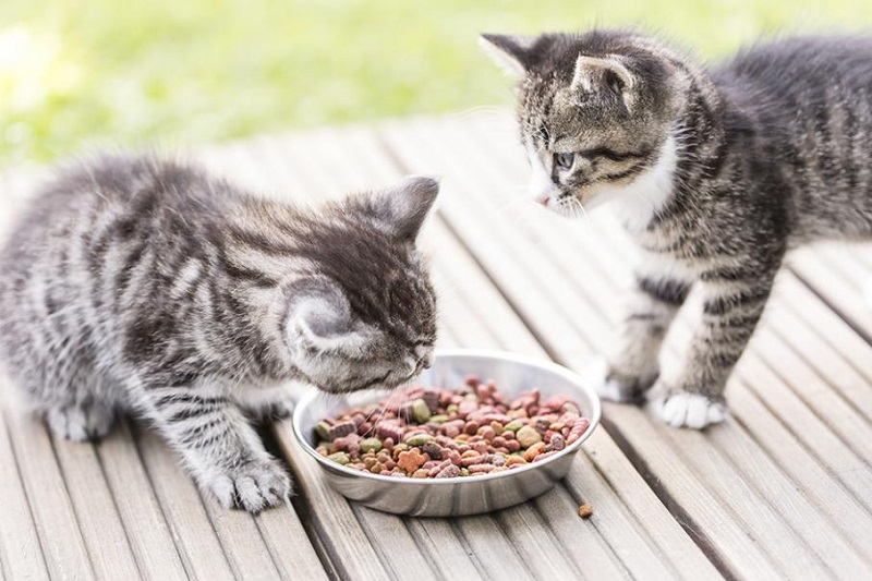 Il faut savoir que la nourriture d’un chat varie selon son âge, son activité physique, son état de santé et sa stérilisation.