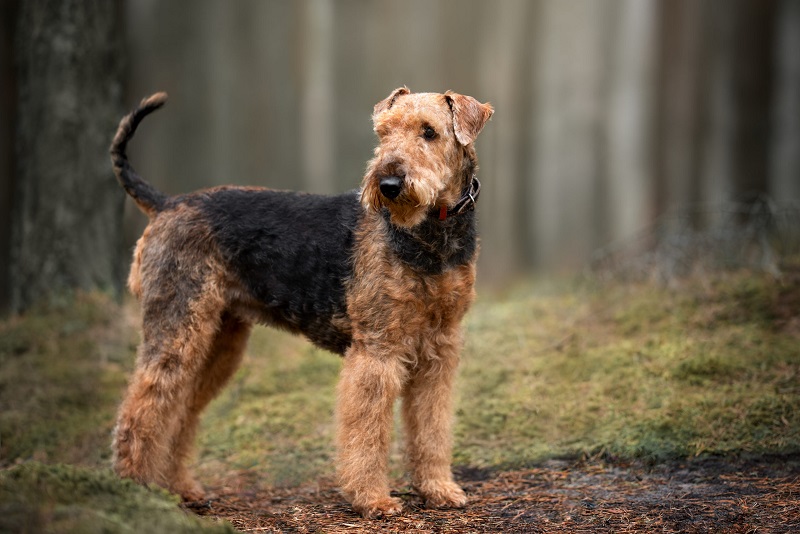 L’Airedale terrier est un chien originaire d’Angleterre et plus particulièrement de la vallée de l’Aire dans le Yorkshire, d’où son nom.