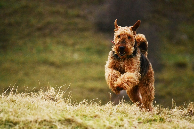 L’Airedale terrier est un chien originaire d’Angleterre et plus particulièrement de la vallée de l’Aire dans le Yorkshire, d’où son nom.