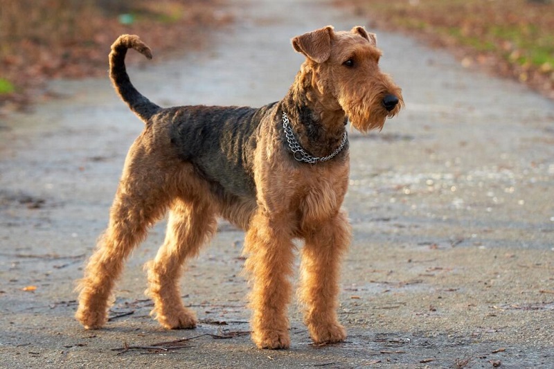 L’Airedale terrier est un chien originaire d’Angleterre et plus particulièrement de la vallée de l’Aire dans le Yorkshire, d’où son nom.