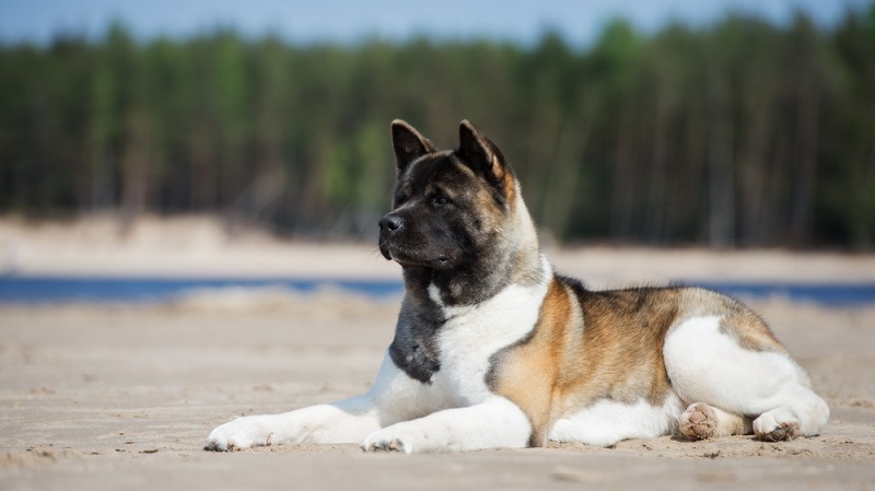 L’Akita Américain est issu de croisements entre l’Akita Japonais et d’autres races comme le Berger Allemand, le Mastiff et le Tosa.