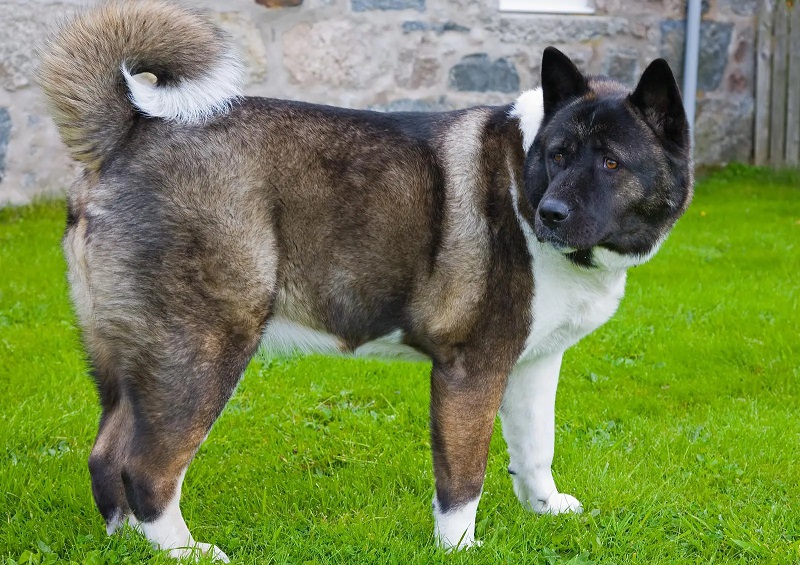 L’Akita Américain est issu de croisements entre l’Akita Japonais et d’autres races comme le Berger Allemand, le Mastiff et le Tosa.