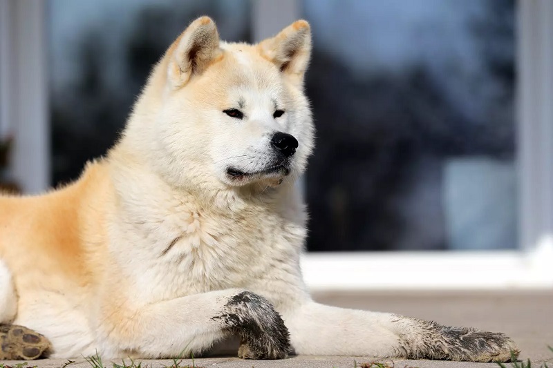 L’Akita Inu est originaire de la préfecture d’Akita, au Japon, où il était utilisé comme chien de chasse, de garde et de combat.