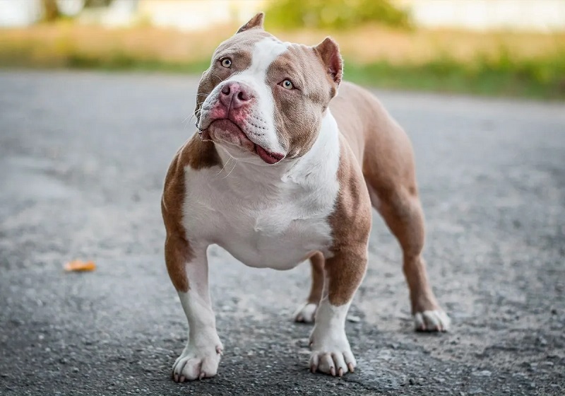 L’American Bully est une race de chien créée récemment, dans les années 1990, aux États-Unis.