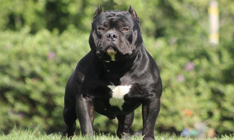L’American Bully est une race de chien créée récemment, dans les années 1990, aux États-Unis.