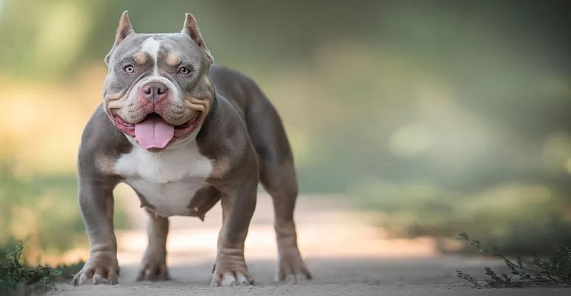 L’American Bully est une race de chien créée récemment, dans les années 1990, aux États-Unis.