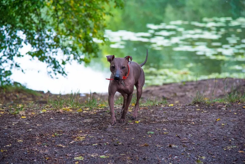 L’American Hairless Terrier est une variété du Rat Terrier, une race de chien originaire des États-Unis et utilisée pour la chasse aux rongeurs.