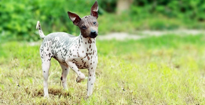 L’American Hairless Terrier est une variété du Rat Terrier, une race de chien originaire des États-Unis et utilisée pour la chasse aux rongeurs.