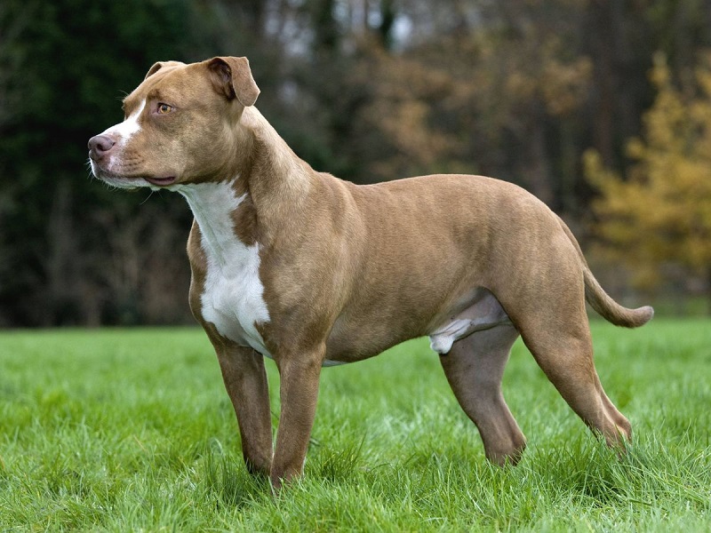 L’American Staff est issu de croisements entre des chiens de type terrier et bulldog, réalisés au Royaume-Uni au 19e siècle pour obtenir des chiens de combat.