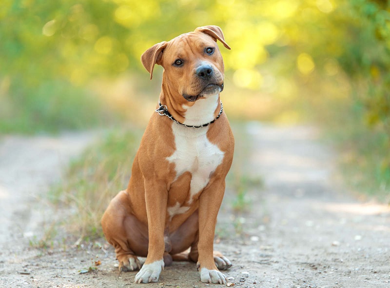 L’American Staff est issu de croisements entre des chiens de type terrier et bulldog, réalisés au Royaume-Uni au 19e siècle pour obtenir des chiens de combat.