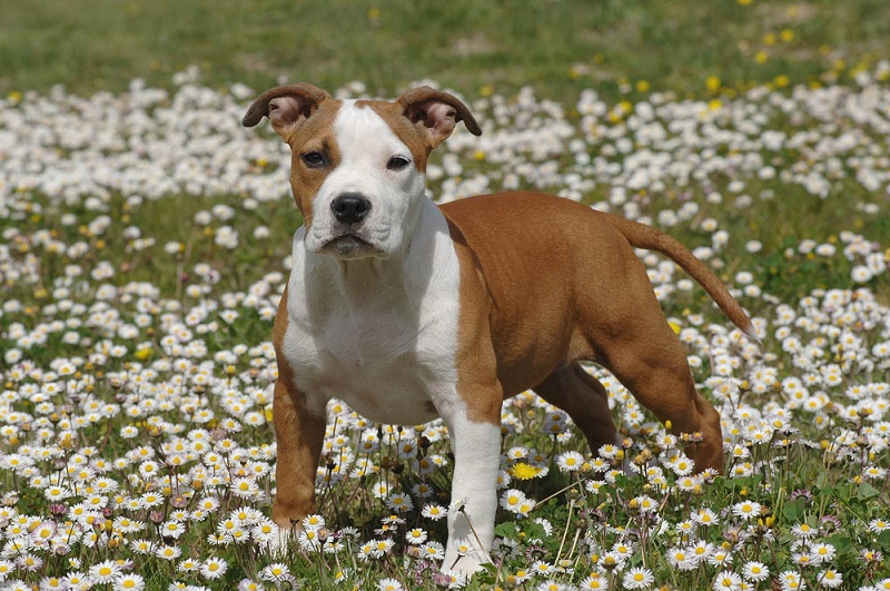 L’American Staff est issu de croisements entre des chiens de type terrier et bulldog, réalisés au Royaume-Uni au 19e siècle pour obtenir des chiens de combat.