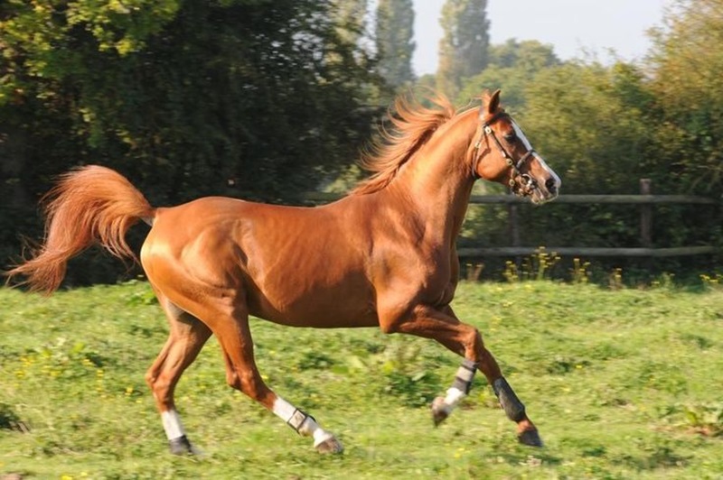 L’Anglo-Arabe est un type de chevaux de sport issu de croisements entre l’Arabe et le Pur-sang.