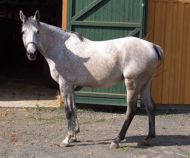 L’Anglo-Arabe est un type de chevaux de sport issu de croisements entre l’Arabe et le Pur-sang.