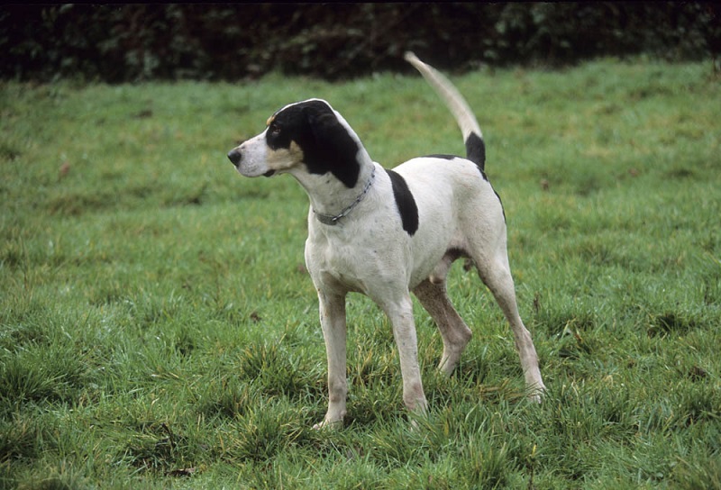 L’Ariégeois est originaire de l’Ariège, dans la région Occitanie, en France. Il est le fruit d’un croisement entre un chien briquet du pays et un chien d’ordre, probablement le Bleu de Gascogne, entre la fin du 19e siècle et le début du 20e.