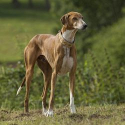 L’Azawakh est un chien originaire du Mali, de modèle afro-asiatique, qui fut importé en Europe à partir des années 70.