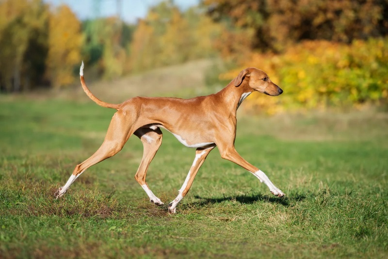 L’Azawakh est un chien originaire du Mali, de modèle afro-asiatique, qui fut importé en Europe à partir des années 70.