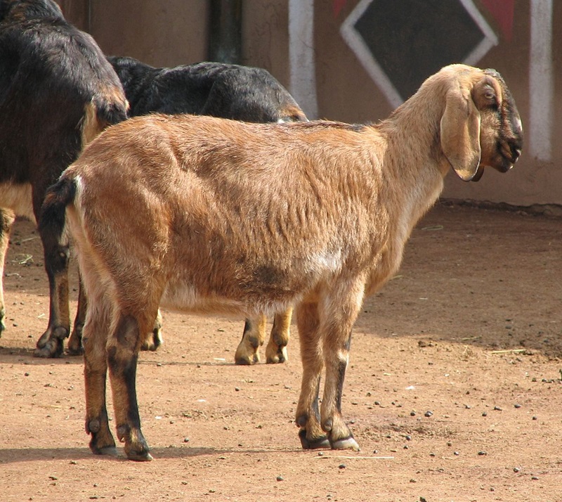 La chèvre Anglo-Nubienne a été créée en Grande-Bretagne il y a plus de 150 ans.