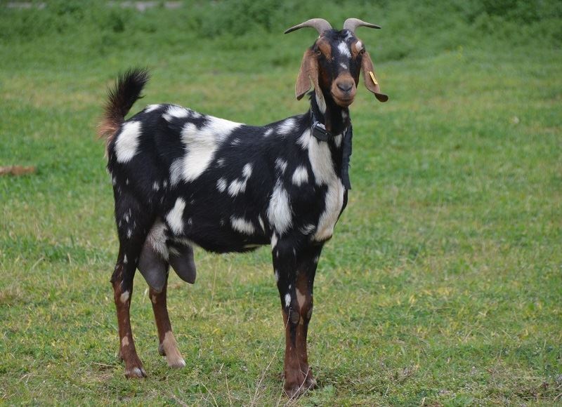 La chèvre Anglo-Nubienne a été créée en Grande-Bretagne il y a plus de 150 ans.